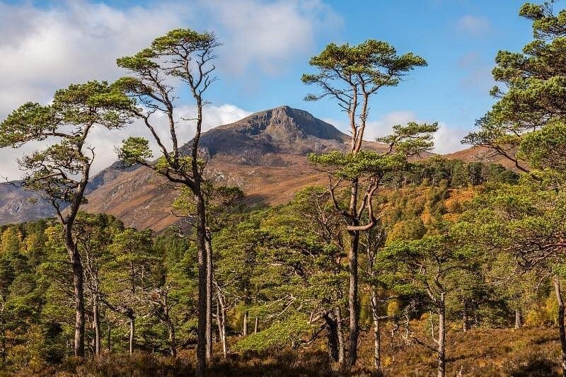 Old Caledonian pines on a hillside, with a bare Highland summit behind them