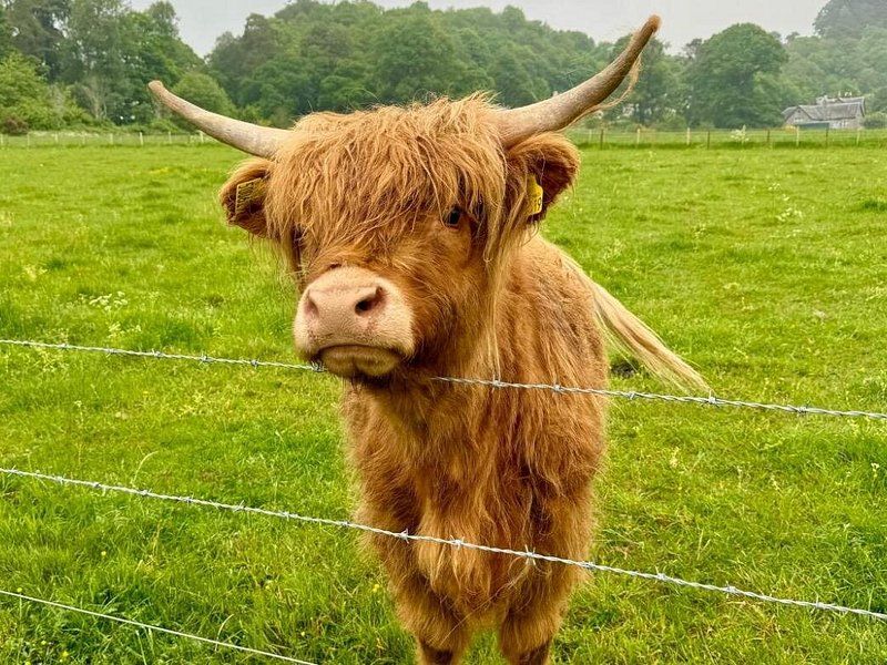 A red Highland cow at a fence, with the field running away behind it